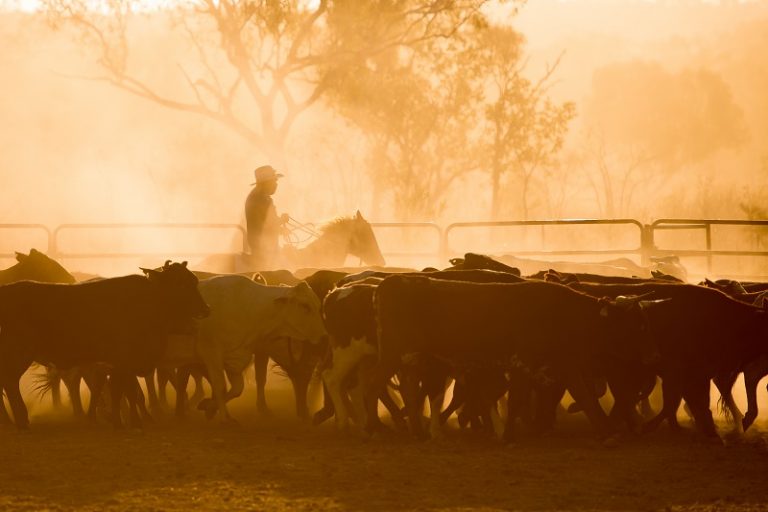 beef-cattle