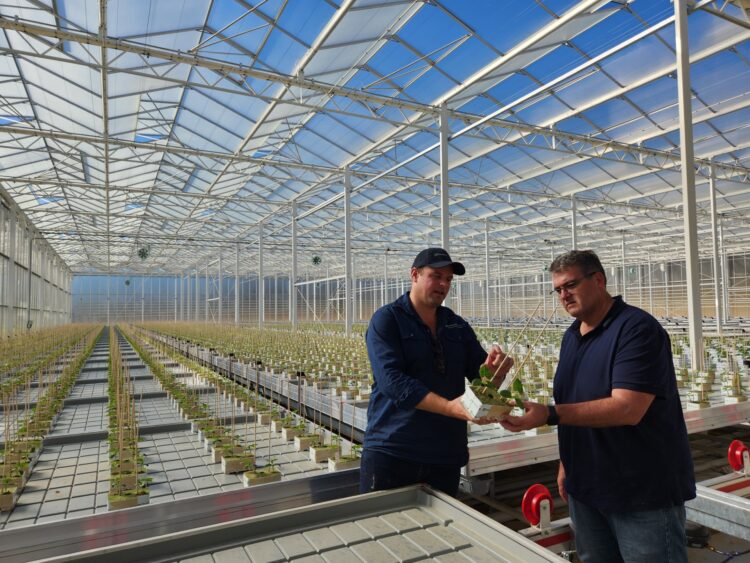 Richie plants