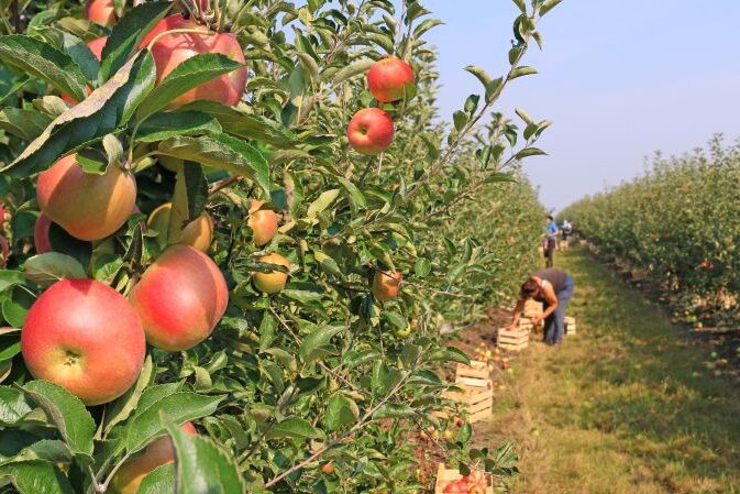 Fruit pick resize